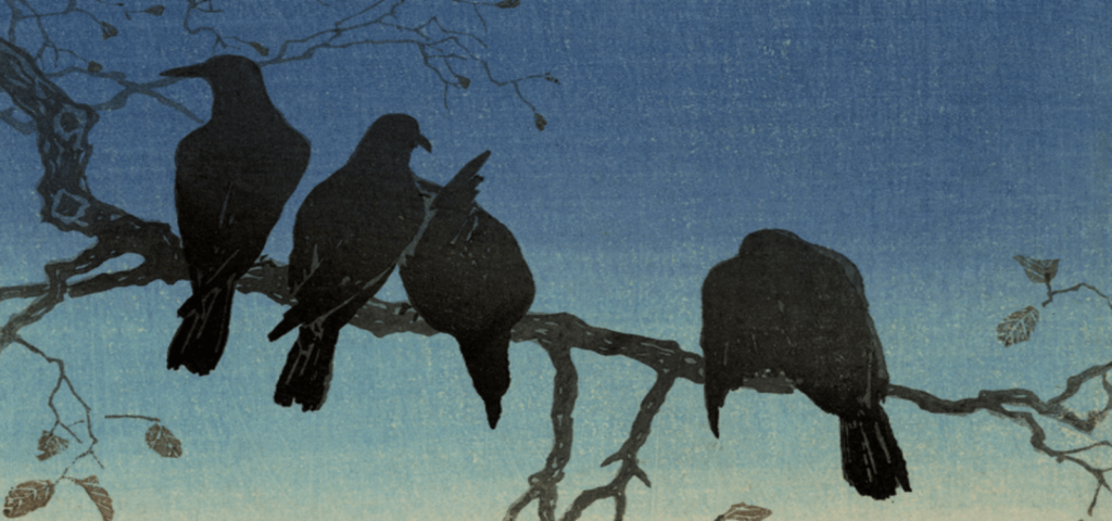 Crows: The Most Intelligent Bird - Bird Eden